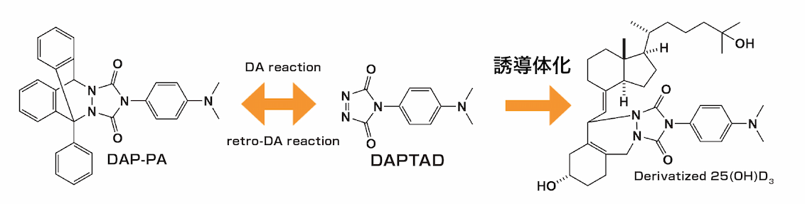 DAP-PA、DAPTAD、Derivatized 25(OH)D3