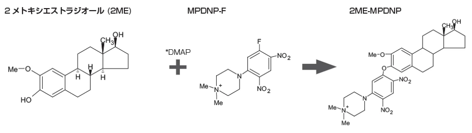 2メトキシエストラジオール(2ME)+(*DMAP)、MPDNP-F→2ME-MPDNP